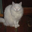 ���� �����, ��������, 52 ���� - ��������� 25 �������� 2012 � ������ �������