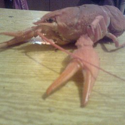 �������, ������, 44 ����