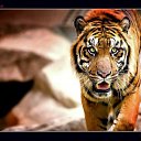 ���� ������, �������, 29 ��� - ��������� 24 ������� 2010 � ������ ���� ����