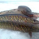 ���� ���������- ���� �������� !!, ������ - ��������� 11 ������� 2013 � ������ �11 ������� 2013�!!!!!�