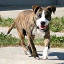 ���� Krappy, ������, 57 ��� - ��������� 9 ������ 2012 � ������ �Vogelbeen�