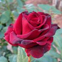 ���� ������, ����������� - ��������� 20 ������ 2010 � ������ ����