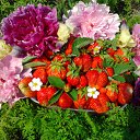 ���� ��������, ��������, 55 ��� - ��������� 26 ���� 2012 � ������ �������