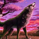 ���� Volf, ������, 42 ���� - ��������� 26 ������ 2013 � ������ ���� ���� ������