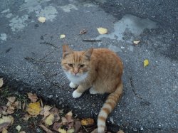 ���� �����, ������ ��������, 45 ��� - ��������� 19 ������� 2012