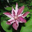 ���� ����)), �����, 40 ��� - ��������� 20 ������ 2009 � ������ ���� �����)�