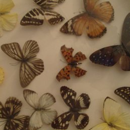 ���� ���������, ������, 43 ���� - ��������� 13 ������ 2010