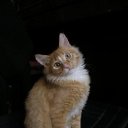 ���� ����, ������, 46 ��� - ��������� 5 ������� 2009 � ������ ���� ����������