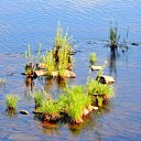  Sergey, , 65  -  10  2011    