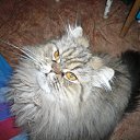 ���� ����, ���������� �����, 36 ��� - ��������� 22 ������� 2009 � ������ ������