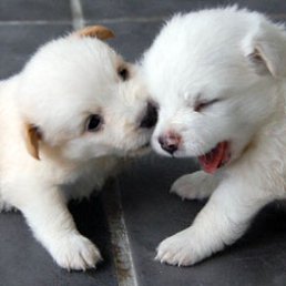 ���� + _, �����-���������, 55 ��� - ��������� 22 �������� 2012