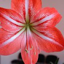 ���� Sura, ������� - ��������� 29 �������� 2011 � ������ �sveti i voda�