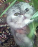 ���� ��������, ����, 50 ��� - ��������� 26 ������� 2011