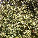 ���� Sigis, �������, 59 ��� - ��������� 31 ������� 2011 � ������ �Avataria�