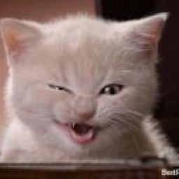 Svitlana Chekit, �����, 60 ���