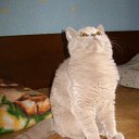 ���� �������, �����, 35 ��� - ��������� 7 ������� 2009 � ������ ���� �������� ��������