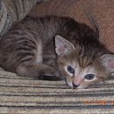 ���� �����, ������������, 50 ��� - ��������� 5 ������ 2010 � ������ �����