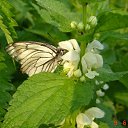 ���� ��������, ����������, 47 ��� - ��������� 12 ������ 2012 � ������ �������