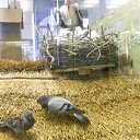 ���� ���, ��������, 30 ��� - ��������� 11 ���� 2013 � ������ ���� ����������