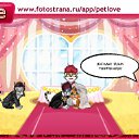  , -, 54  -  20  2010   PetLove