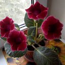 ���� ������, ��������������, 49 ��� - ��������� 20 ����� 2011 � ������ �������