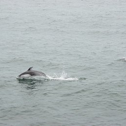 ���� ����, ����������, 52 ���� - ��������� 5 ������ 2011