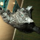 ���� ���������, �����������, 43 ���� - ��������� 11 ������ 2012 � ������ ���� ������