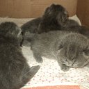 ���� ����_����� ������ ���� ���-��..., �������� - ��������� 28 ���� 2013 � ������ ������� � ��