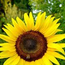 ���� Alisa, �����-��������� - ��������� 7 ������ 2013 � ������ ���������� ������