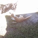 ����� � ���� �������� �� ������� �������