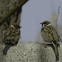 ���� ��������, �������, 58 ��� - ��������� 20 ������ 2012 � ������ �������