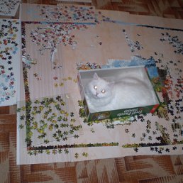 ���� ����, ������ - ��������� 9 �������� 2010