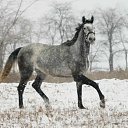 ���� ���������, �������, 44 ���� - ��������� 2 ���� 2011 � ������ �.�