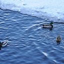 ���� �����@, ��������� - ��������� 7 �������� 2012