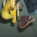 ���� ����, �����-���������, 57 ��� - ��������� 6 ������ 2011 � ������ ���� �������