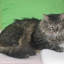 ���� ����, �����, 57 ��� - ��������� 26 ������� 2011 � ������ �������