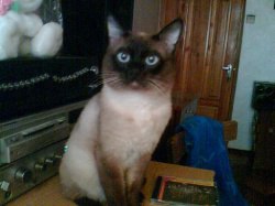 ���������, ����, 38 ���