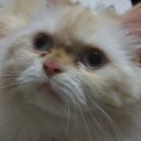 ���� �������, �����������, 31 ��� - ��������� 26 ��� 2012 � ������ �������