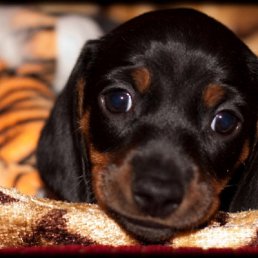 ���� Vlad, �����-���������, 49 ��� - ��������� 29 ���� 2011