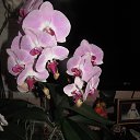 ���� �������, �������, 70 ��� - ��������� 6 ���� 2013 � ������ ���� ��������