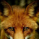 ���� "@����", �����-���������, 25 ��� - ��������� 6 ���� 2010 � ������ ��������-���������