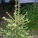 ���� ����@, ��������, 62 ���� - ��������� 29 ��� 2010 � ������ ��������� �������