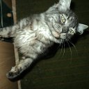 ���� ���������, �����������, 43 ���� - ��������� 11 ������ 2012 � ������ ���� ������