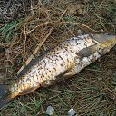 ���� ������, ������, 42 ���� - ��������� 17 ���� 2011 � ������ �������