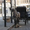 Aleksandrija,Egipet �� ������� ���� ����������