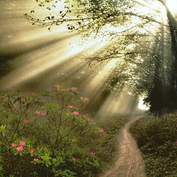 ����� ��������, ������, 49 ���