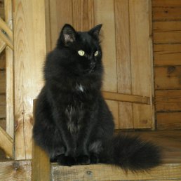 ���� ���, ������, 84 ���� - ��������� 26 ������� 2012