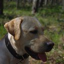 ���� �������, �����-���������, 41 ��� - ��������� 8 ������� 2012 � ������ ����� ������ ���� �����