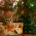 ���� Roxana, ɸ������� - ��������� 1 ��� 2010 � ������ �������