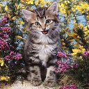 ���� ������, ���-����, 28 ��� - ��������� 15 ������� 2009 � ������ �����������